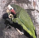Cotorra cubana